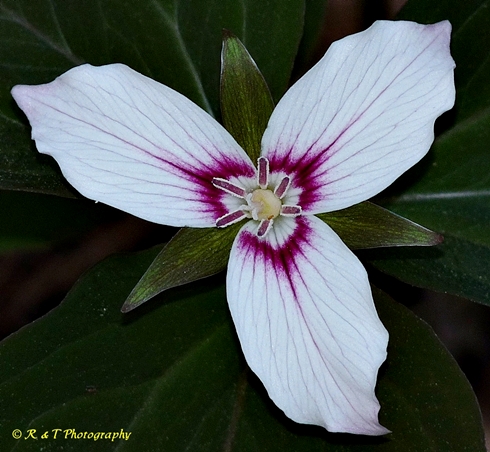 {Trillium undulatum}